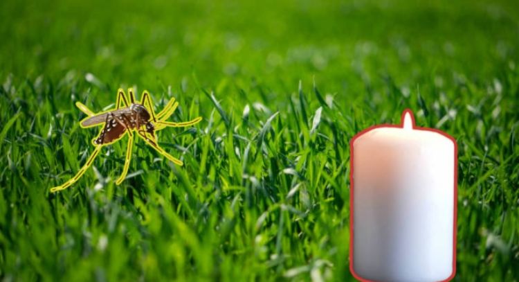 Evita que los mosquitos se apoderen de tu casa con solo una vela