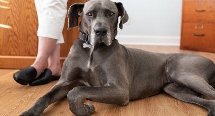 Las 7 mejores razas de perros guardianes: protección y lealtad para tu hogar