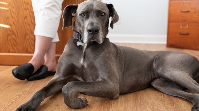 Las 7 mejores razas de perros guardianes: protección y lealtad para tu hogar