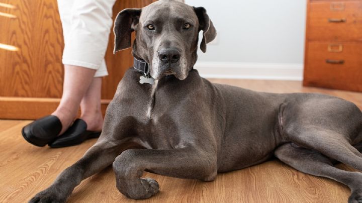 Las 7 mejores razas de perros guardianes: protección y lealtad para tu hogar