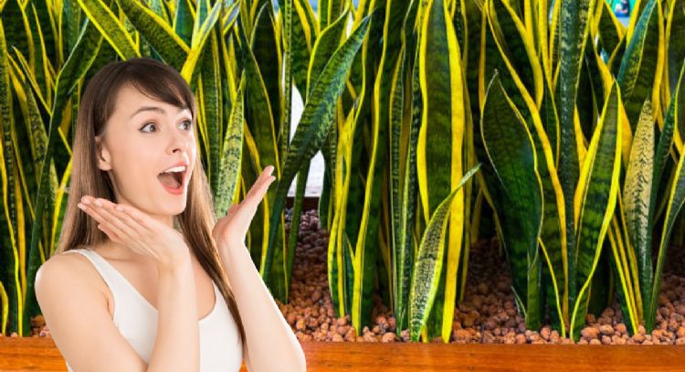 La planta que cicatriza la piel, ayuda a respirar mejor y controla la glucosa en sangre