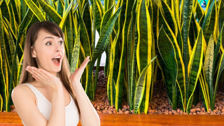 La planta que cicatriza la piel, ayuda a respirar mejor y controla la glucosa en sangre
