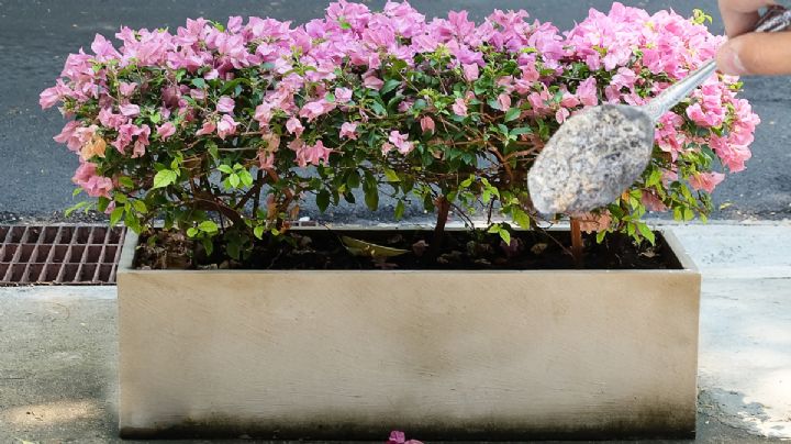 Una cucharadita de este ingrediente y tus plantas estallarán de flores en noviembre