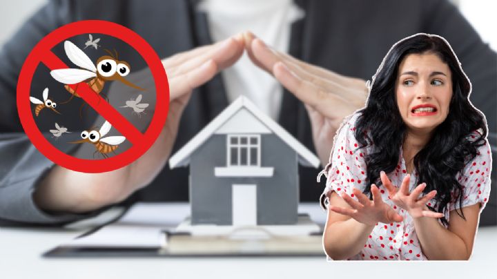 Cómo eliminar los mosquitos de tu casa con estos 3 aceites esenciales