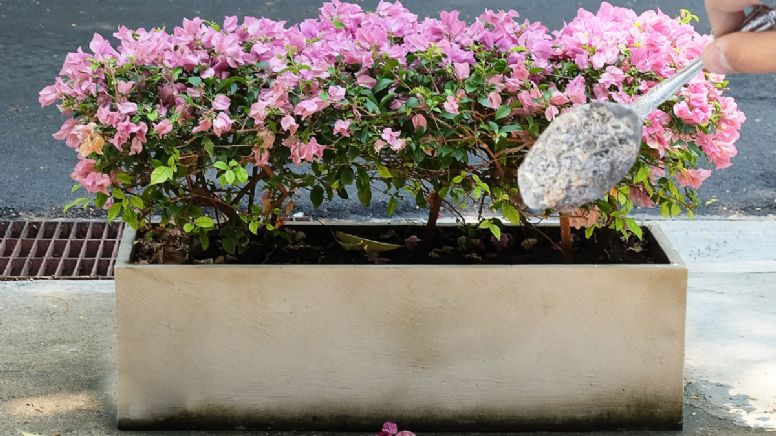 Una cucharadita de este ingrediente y tus plantas estallarán de flores en noviembre