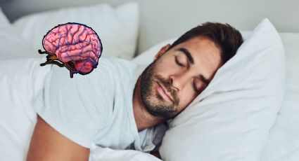 La fruta que beneficia al cerebro y debes consumir todas las noches antes de dormir