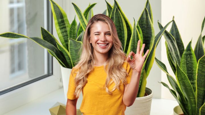 3 plantas que atraen felicidad y buena suerte, según el Feng Shui