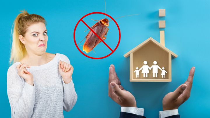 Cómo ahuyentar las cucarachas de tu casa con solo 5 ingredientes