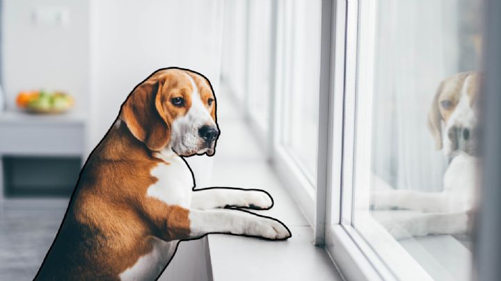 ¿Los perros extrañan a sus dueños? Descubre cómo reaccionan ante la separación y el cambio