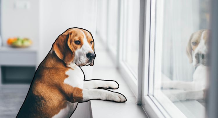 ¿Los perros extrañan a sus dueños? Descubre cómo reaccionan ante la separación y el cambio