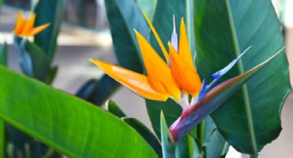 El lugar donde debes poner tu Ave del paraíso para que estalle de flores en noviembre