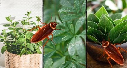 Las plantas aromáticas que debes tener en casa si quieres eliminar cucarachas y cuidar de tu salud