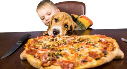 ¿Los perros pueden comer pizza? Descubre los riesgos y alternativas seguras para tu mascota