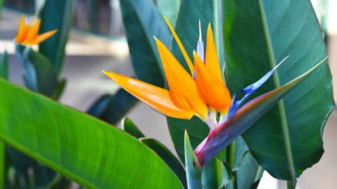 El lugar donde debes poner tu Ave del paraíso para que estalle de flores en noviembre