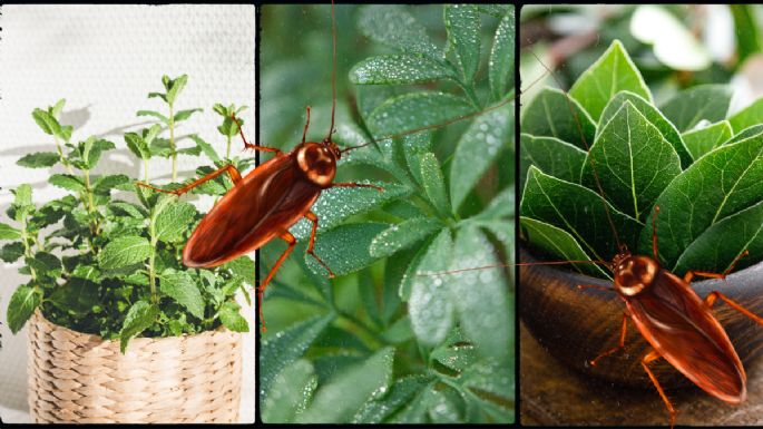 Las plantas aromáticas que debes tener en casa si quieres eliminar cucarachas y cuidar de tu salud