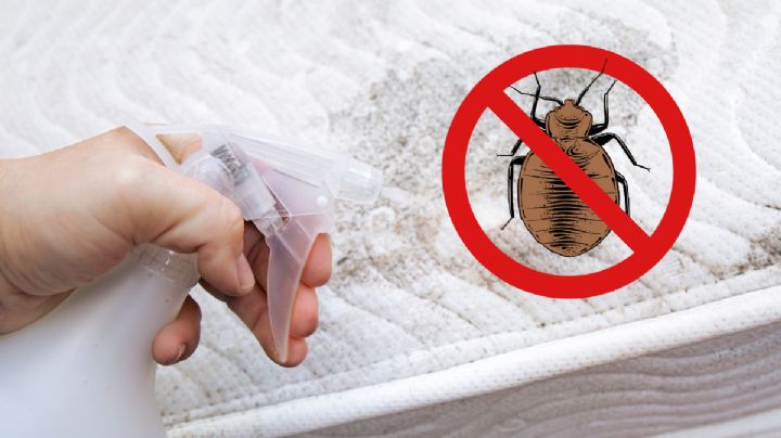 Cuántas gotas de vinagre debes usar para eliminar chinches de tu casa