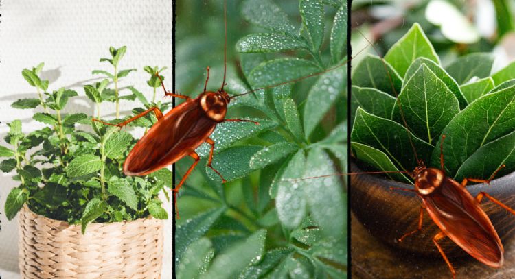 Las plantas aromáticas que debes tener en casa si quieres eliminar cucarachas y cuidar de tu salud