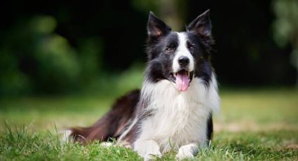 El Border Collie perdió su reinado: conoce cuál es ahora el perro más inteligente del mundo