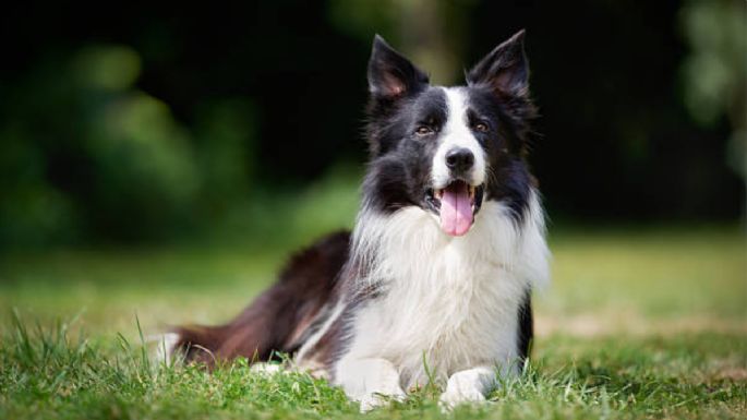 El Border Collie perdió su reinado: conoce cuál es ahora el perro más inteligente del mundo