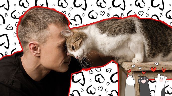 ¿Cómo saber si tu gato te ama? Descubre estas 10 señales inconfundibles