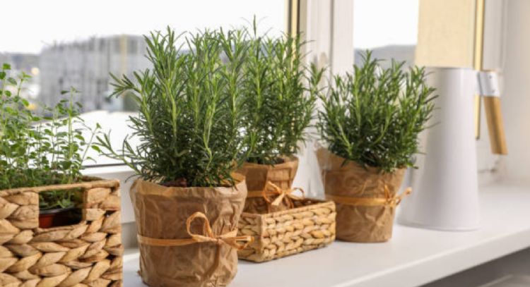 Descubre cuál es el mejor lugar para colocar el romero y atraer abundancia a tu vida
