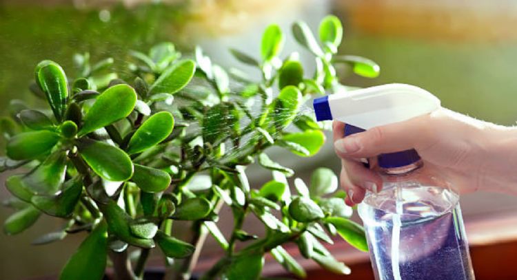 Así debes regar tu árbol de jade para que estalle de flores en noviembre