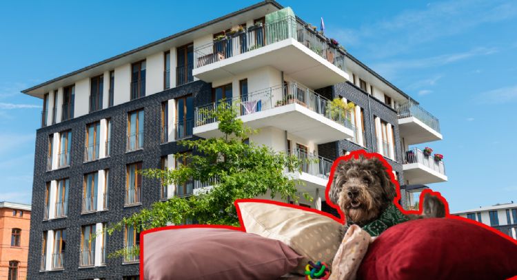 ¿Es legal que prohíban mascotas en arriendos? Conoce tus derechos y responsabilidades