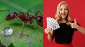 Foto ilustrativa de la nota titulada La especia que elimina insectos y atrae dinero a tu vida