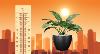 Se confirmó cuál es el secreto para cuidar las plantas cuando hace mucho calor, según experto jardinero