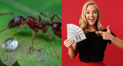 La especia que elimina insectos y atrae dinero a tu vida