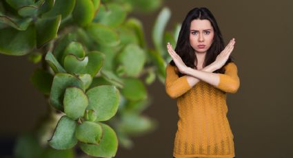 Despídete del árbol de jade: conoce las plantas que atraen suerte, dinero y prosperidad a tu vida