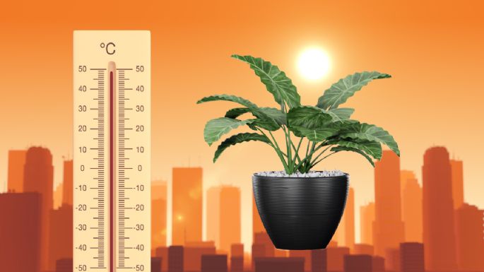 Se confirmó cuál es el secreto para cuidar las plantas cuando hace mucho calor, según experto jardinero