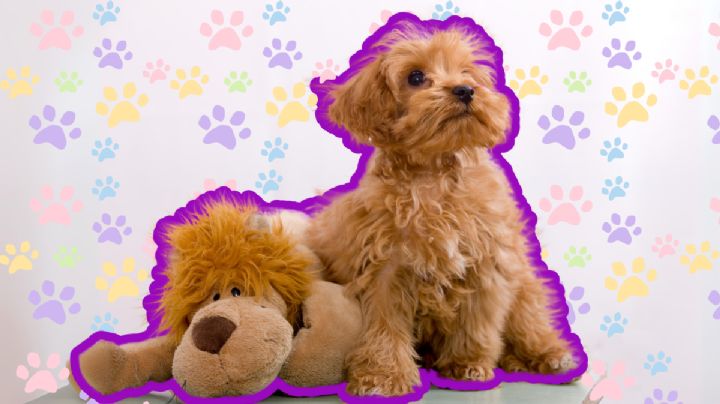 5 cosas que necesita un cachorro para su bienestar y crear un lazo especial con su dueño