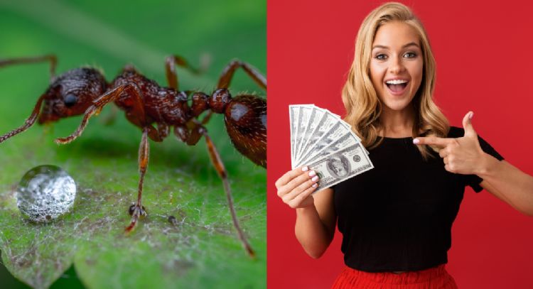 La especia que elimina insectos y atrae dinero a tu vida