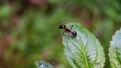 Foto ilustrativa de la nota titulada Descubre cómo eliminar las hormigas de tu jardín sin gastar dinero y en pocos minutos