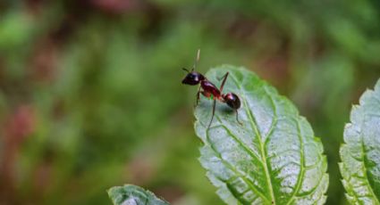 Descubre cómo eliminar las hormigas de tu jardín sin gastar dinero y en pocos minutos