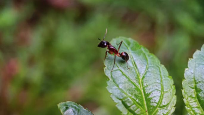 Descubre cómo eliminar las hormigas de tu jardín sin gastar dinero y en pocos minutos