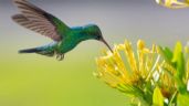 Foto ilustrativa de la nota titulada Toma asiento antes de conocer el profundo significado espiritual de ver un colibrí verde en tu jardín