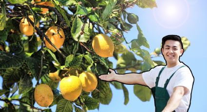 El método correcto para podar tu limonero y hacerlo estallar de frutas en noviembre