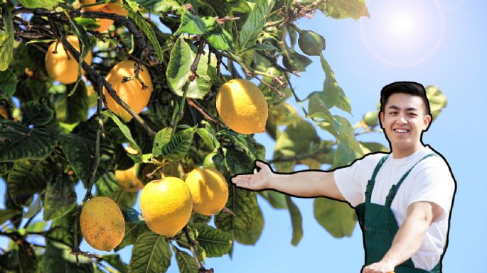 El método correcto para podar tu limonero y hacerlo estallar de frutas en noviembre