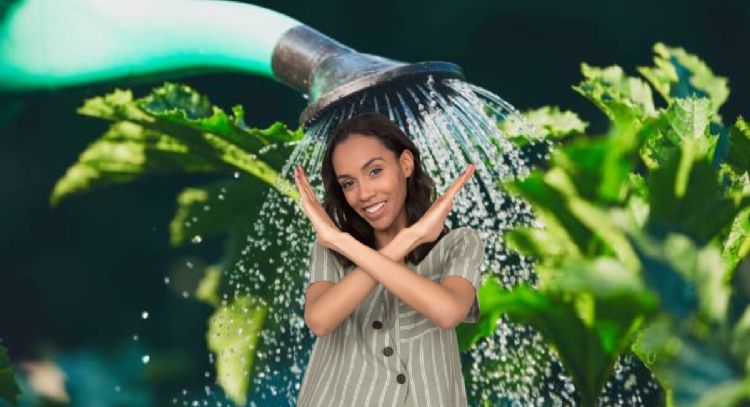 Dile adiós a la regadera: conoce el barato sustituto que hidratará tus plantas y evitará que se sequ