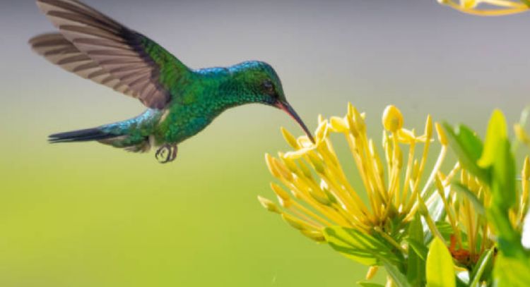 Toma asiento antes de conocer el profundo significado espiritual de ver un colibrí verde en tu jardí