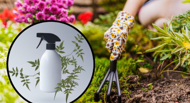 Cómo preparar un remedio casero para eliminar las hierbas del jardín con sólo 3 ingredientes
