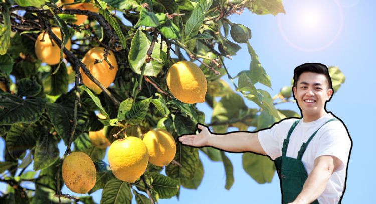 El método correcto para podar tu limonero y hacerlo estallar de frutas en noviembre