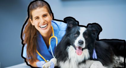 Cómo elegir el mejor veterinario para tu mascota: consejos clave