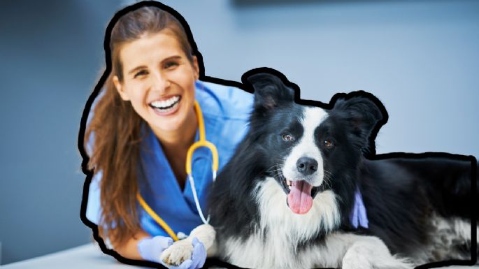 Cómo elegir el mejor veterinario para tu mascota: consejos clave