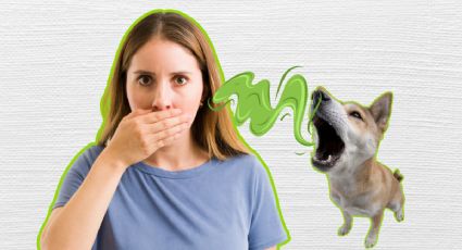 El mal aliento en perros: ¿Es enfermedad periodontal? Descubre sus causas y soluciones