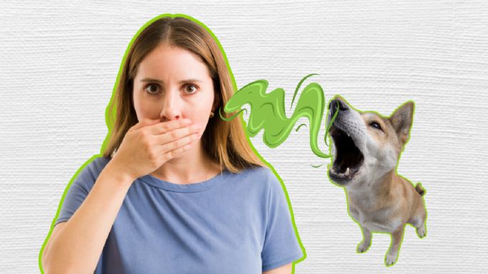 El mal aliento en perros: ¿Es enfermedad periodontal? Descubre sus causas y soluciones