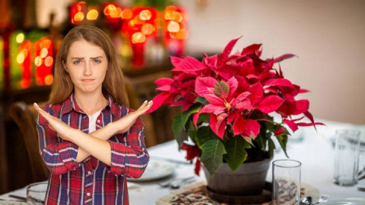 Despídete de la Flor de Pascua: descubre qué planta será tendencia en Navidad 2024