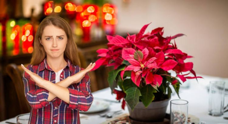 Despídete de la Flor de Pascua: descubre qué planta será tendencia en Navidad 2024